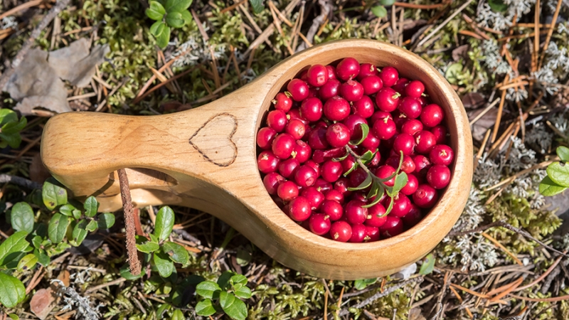 Россиянам назвали самые полезные осенние ягоды для укрепления здоровья
