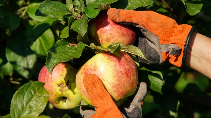 Врачи объяснили влияние яблок на сердце и сосуды